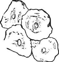 Squamous epithelium, vintage engraving. vector