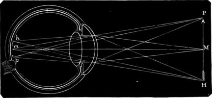 un diagrama de el retina y cristalino lente, Clásico ilustración. vector