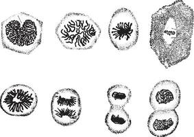 Karyokinetic figures observed in the epithelium of the mouth cavity of a salamander, vintage engraving. vector