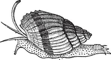 olfativo Organo, de un caracol, Clásico grabado vector