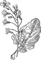 Rapeseed or Brassica napus, vintage engraving vector