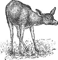 Deer, vintage engraving. vector