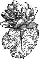 White Lotus or Nymphaea alba, vintage engraving vector