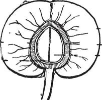 albaricoque o prunus armeniaca, Clásico grabado vector