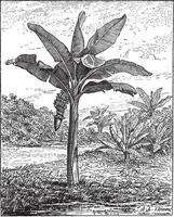 Banana, Plantain, or Musa sp., vintage engraving vector