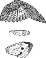 Wings, vintage engraving. vector