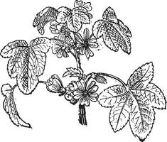 Common Mallow or Malva sylvestris, vintage engraving vector