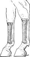 Horse Metacarpus and Metatarsus Bones, vintage engraving vector