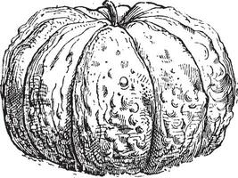 Cantaloupe or Cucumis melo var. cantalupensis, vintage engraving vector