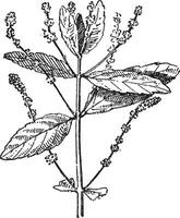Mercury Plant or Mercurialis sp., vintage engraving vector