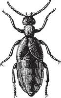 Blister Beetle or Meloe sp., vintage engraving vector