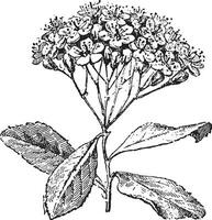 Service tree or sorbus domestica , vintage engraving. vector