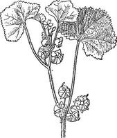 Roundleaf Mallow or Malva neglecta, vintage engraving vector