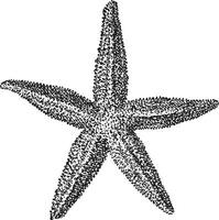 estrella de mar, Clásico grabado. vector