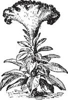 Amaranth, vintage engraving. vector