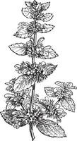 Black Horehound or Ballota nigra, vintage engraving vector