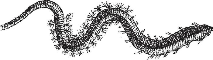 Lugworm, vintage engraving. vector