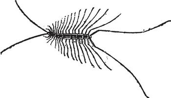 Myriapod or Myriapoda, vintage engraving vector