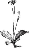 Arnica, vintage engraving. vector