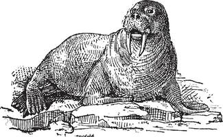 Walrus or Odobenus rosmarus, vintage engraving vector