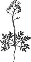 Field Pepperweed or Lepidium campestre, vintage engraving vector