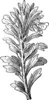 Ajuga or Bugleweed, vintage engraving. vector