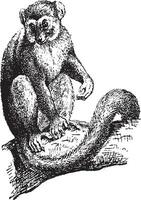 Lemur or Lemur sp., vintage engraving vector