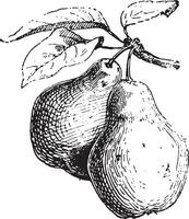 Pear, vintage engraving. vector