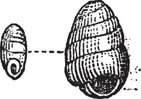 pupila muscorum, Clásico grabado vector