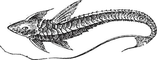 Loricariinae, vintage engraving vector