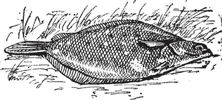 Flounder or Limanda sp., vintage engraving vector