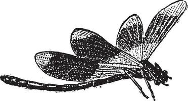 Dragonfly, vintage engraving vector