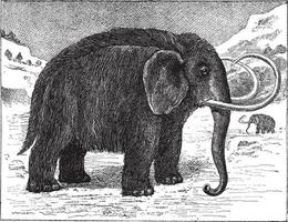 Mammoth or Mammuthus sp., vintage engraving vector