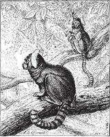 Marmoset, vintage engraving. vector