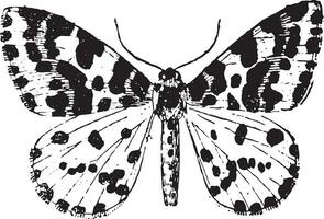 Moth, vintage engraving. vector