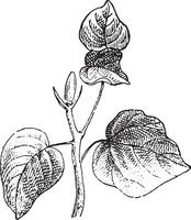 Paulownia, vintage engraving. vector