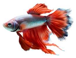 AI generated portrait of a betta fish with a beautiful tail, generated ai png