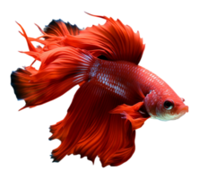 AI generated portrait of a betta fish with a beautiful tail, generated ai png