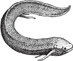 South American Lungfish or Lepidosiren paradoxa, vintage engraving vector