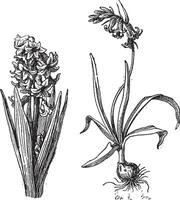 Hyacinth, Bluebell, vintage engraving. vector