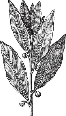 Bay Laurel or Laurus nobilis, vintage engraving