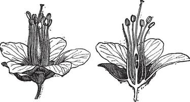 palo de tinte o hematoxilum campechiano, Clásico grabado vector