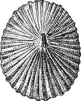 Barnacle or Lepas sp., vintage engraving vector