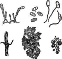 Various Forms of Mildew, vintage engraving vector