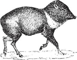 Peccary or Javelina, vintage engraving. vector