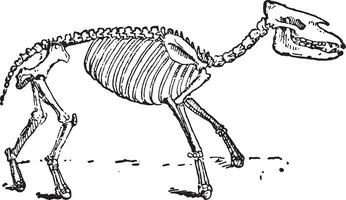 Palaeotherium, vintage engraving. vector