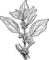 Parietaria, vintage engraving. vector