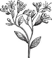 Sedum or Stonecrops, vintage engraving. vector