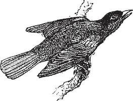 Troupial or Icterus icterus, vintage engraving vector