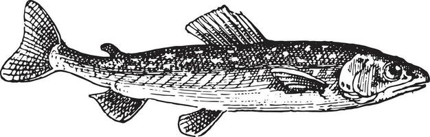 umbrina pez, Clásico grabado. vector